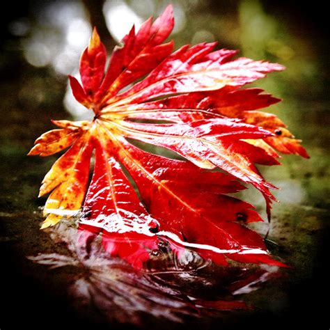 Red Autumn leaf Photograph by Vorona Photography - Fine Art America