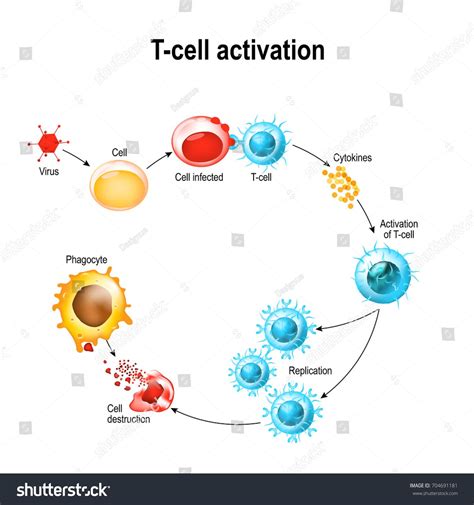 Activation Of T Cell Leukocytes T Cell Encounters Its Cognate Antigen