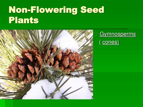 Ppt All About Plants Powerpoint Presentation Free Download Id9638069