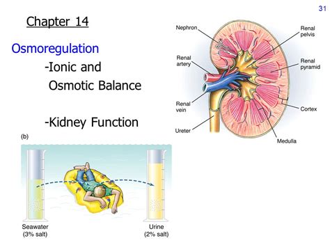 Lecture 20 06 Nov 2003 Chapter 13 Respiration Gas Exchange Acid