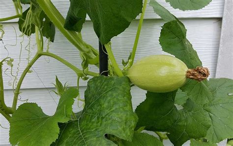 Semer Des Courges Quand Comment Et Quelles Vari T S Choisir