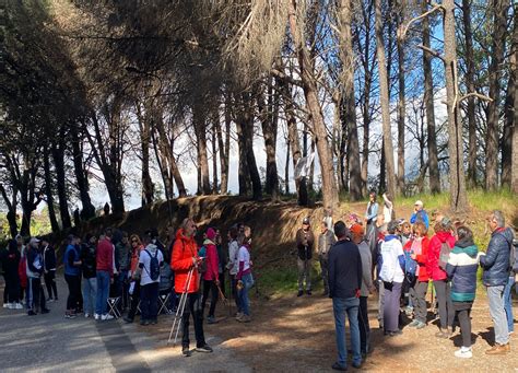 Passeggiata Nella Pineta Di Siano