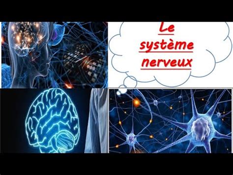 le système nerveux la sensibilité consciente 3AC تلخيص درس الجهاز