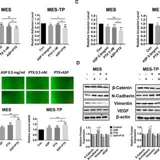 Effect Of ASP PTX Or Both In Combinations On OC Cell Viability The