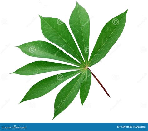 Single Cassava Leaf Isolated On White Background Stock Image Image Of Countryside Healthy