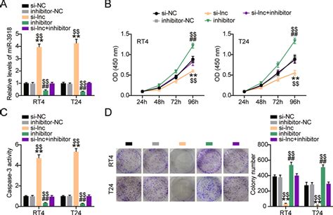 ARAP1 AS1 Regulates MiR 3918 To Act In The Bladder Cancer Cells