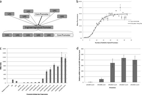 Tuning Gene Expression In Yarrowia Lipolytica By A Hybrid Promoter