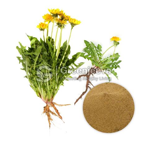 Buy Organic Dandelion Root Powder Online High Quality Supply