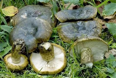 Черный груздь чернушка - фото и описание гриба, как выглядит и где ...