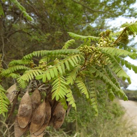 South African Indigenous Trees