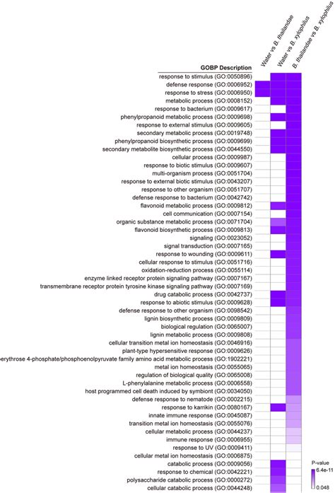 Heatmap Of Gene Ontology Go Analysis Of Differentially Expressed