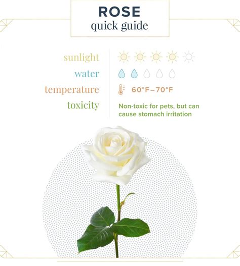 Rose Care Guide: Growing Tips and Info | ProFlowers