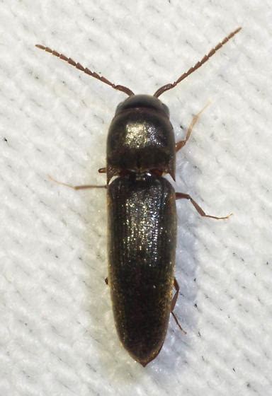 False Click Beetle Dirrhagofarsus Ernae Bugguide Net