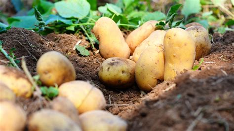 Bien Conserver Ses Pommes De Terre Le Permaculteur