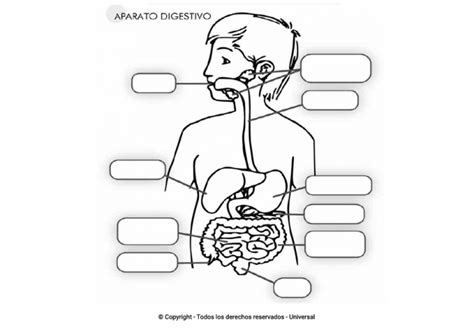 Los Mejores Dibujos Del Aparato Digestivo Para Colorear Todo Para