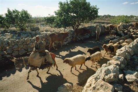 Neolithic Era Agriculture