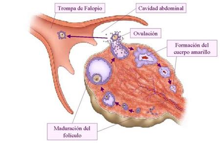 Para Que Sirve La Inyección De Cuerpo Amarillo vigorgetty