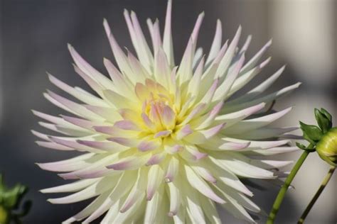 Free Images Nature Blossom White Petal Bloom Fly Botany Yellow