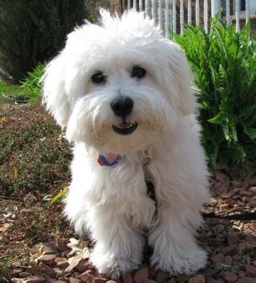 Bichpoo dog breed information and pictures – Artofit