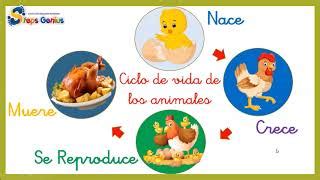 Introducir Imagen Ciclo De Vida De Un Pollo Abzlocal Mx