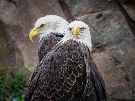 Close Up Shot Of Southern Bald Eagles Haliaeetus Leucocephalus Stock