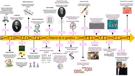 Línea Del Tiempo De La Genética Esquemas Y Mapas Conceptuales De