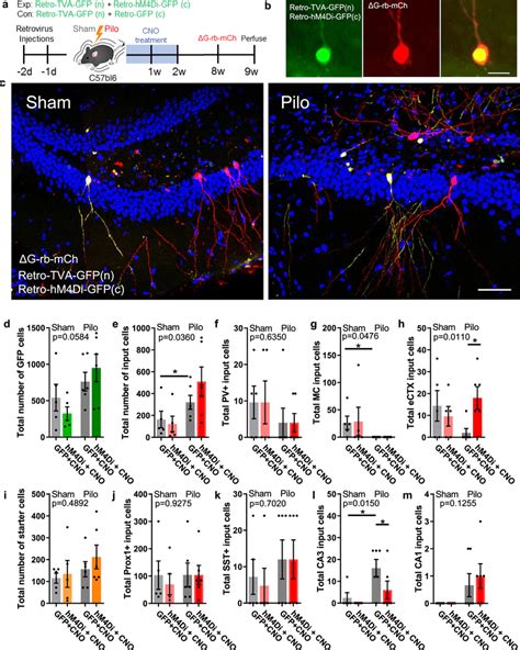 Silencing Immature Adult Born Granule Cells In Pilocarpine Model