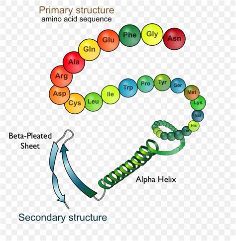 Protein Structure Protein Folding Biology, PNG, 998x1023px, Protein ...