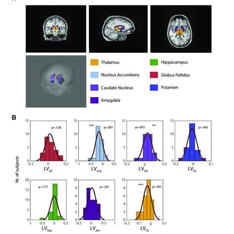 Basal Ganglia Volumes Resulting From Semiautomated Subcortical