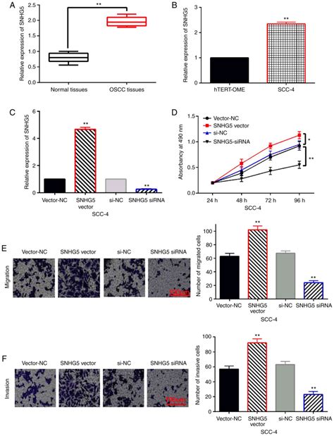 LncRNA SNHG5 Promotes Cell Proliferation Migration And Invasion In