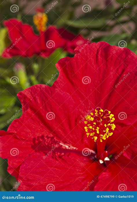 Flor Roja Del Hibisco Imagen De Archivo Imagen De Floral 47498799