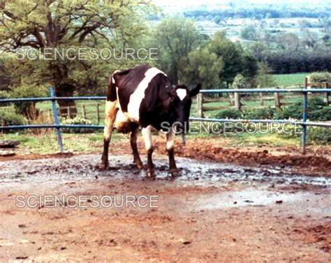 Mad Cow Disease | Stock Image - Science Source Images