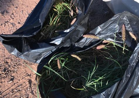 Controlling Buffel Grass — Mallee Conservation