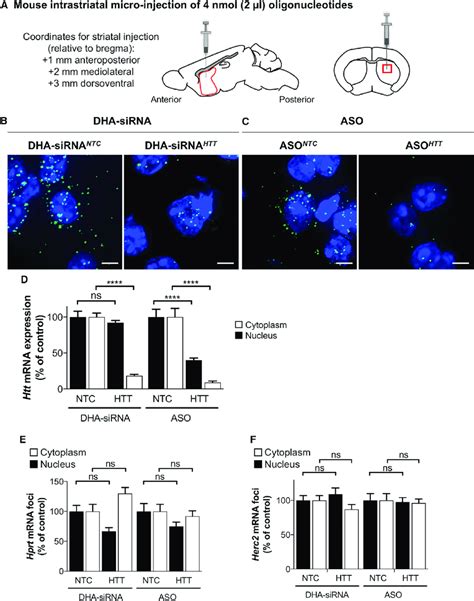 In Vivo Htt Mrna Silencing In Striatal Neurons By Hydrophobically Download Scientific Diagram