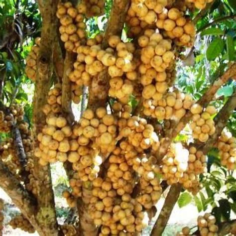 Langsat Lanzones Seeds lansium Parasiticum Live Plant - Etsy