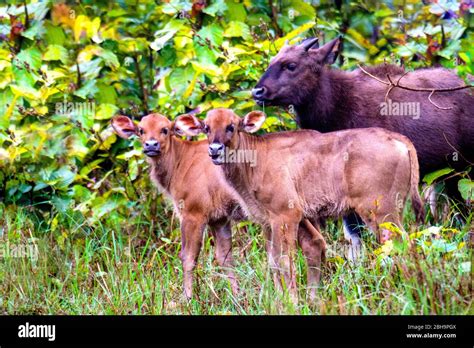 Gaur (Indian bison) calf, India Stock Photo - Alamy