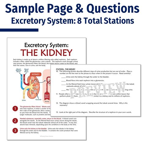 Excretory System Stations Activity Flying Colors Science