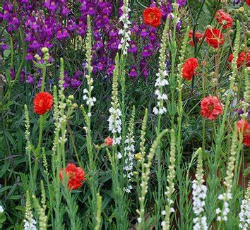 Linaria from multiple nurseries on Plant Lust