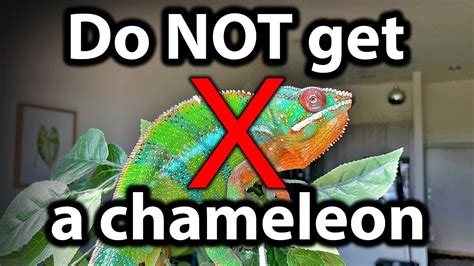 5 Reasons Why You Should Not Get A Chameleon Youtube