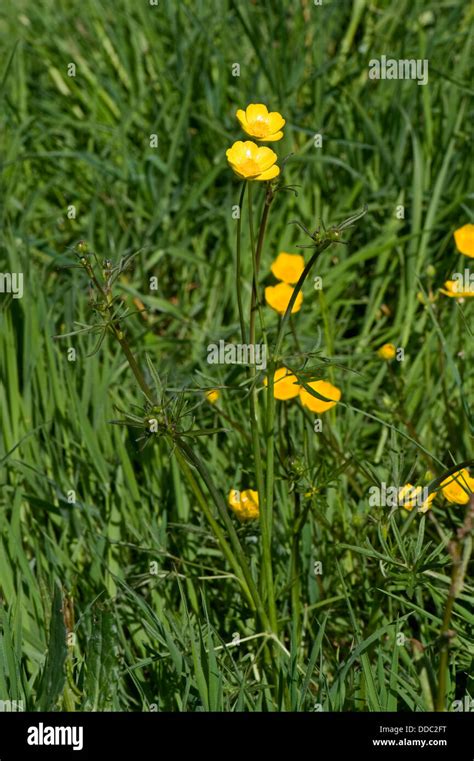 Field Or Meadow Buttercups Ranunculus Acris Flowering In A Country