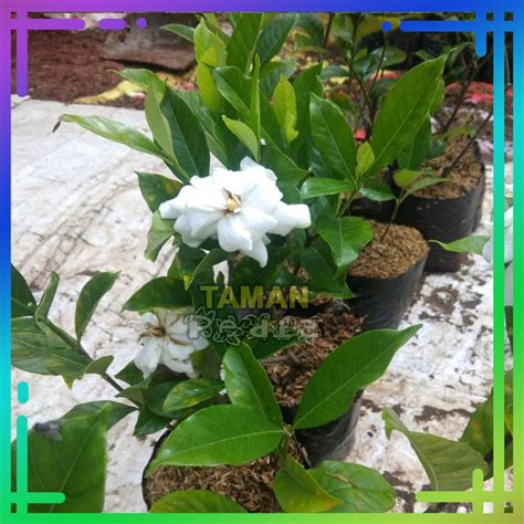 Jual Tanaman Bunga Melati Kaca Piring Binomial Gardenia Jasminoides