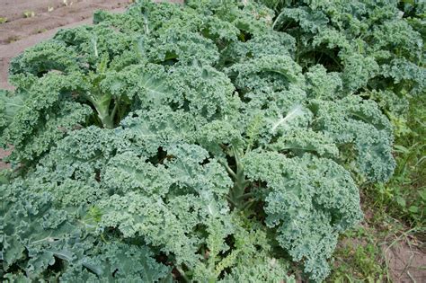 How To Harvest Kale So It Keeps Growing | Garden Wisper