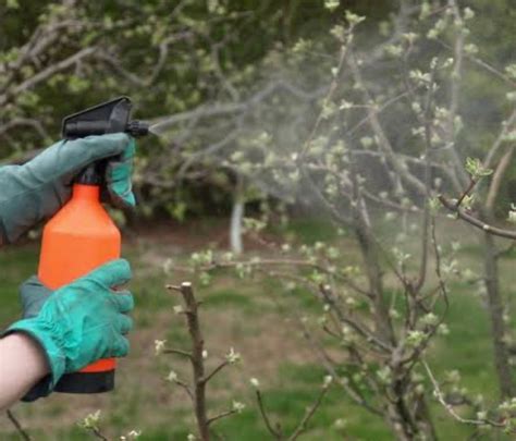 Common Tree Diseases