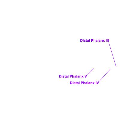 Distal Phalanges | eSkeletons