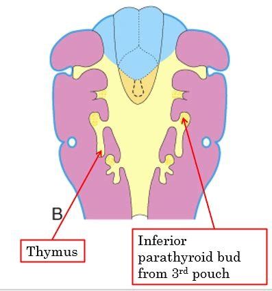 Pharyngeal Apparatus Flashcards Quizlet