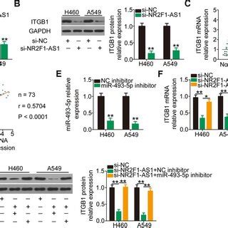 NR2F1 AS1 Mediated Sponging Of MiR 493 5p Increases ITGB1 Expression In