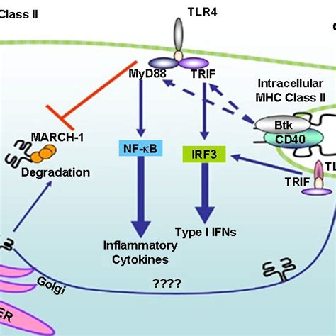 A Diagram Of Tlrs And Mhc Class Ii Signaling Adapted From Reference 7