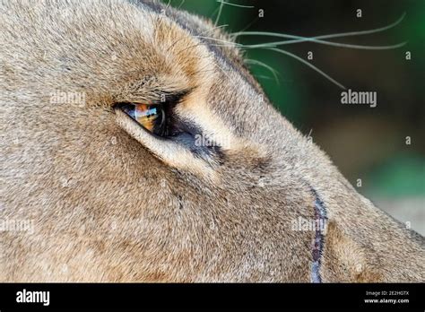 Lioness Panthera Leo Eye Face Close Up Profile Portrait Okavango