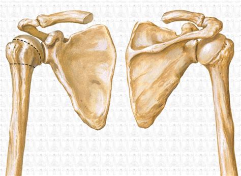 Huesos de la cintura escapular Anatomía esquelética Huesos Anatomía