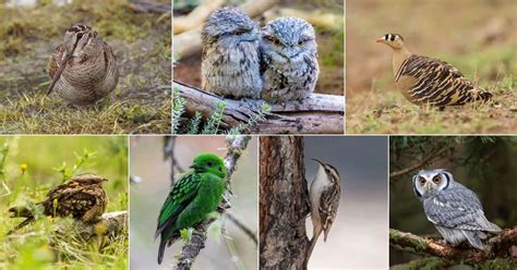 11 Birds That Can Camouflage Really Well (With Photos) - Bird Nature